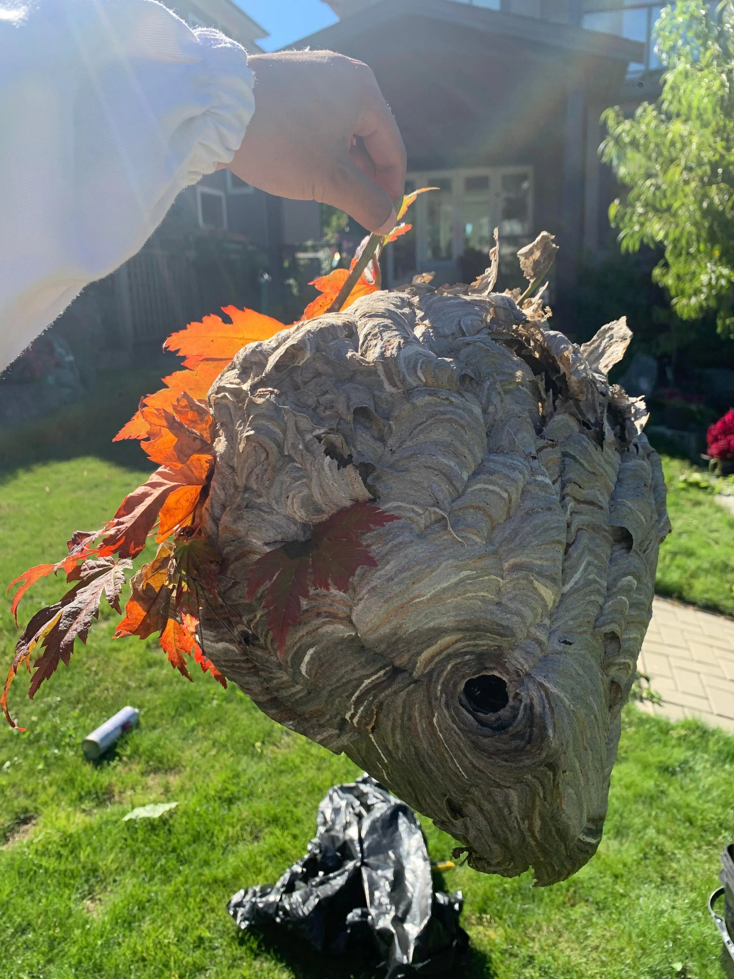 A removed paper wasp nest held up outdoors