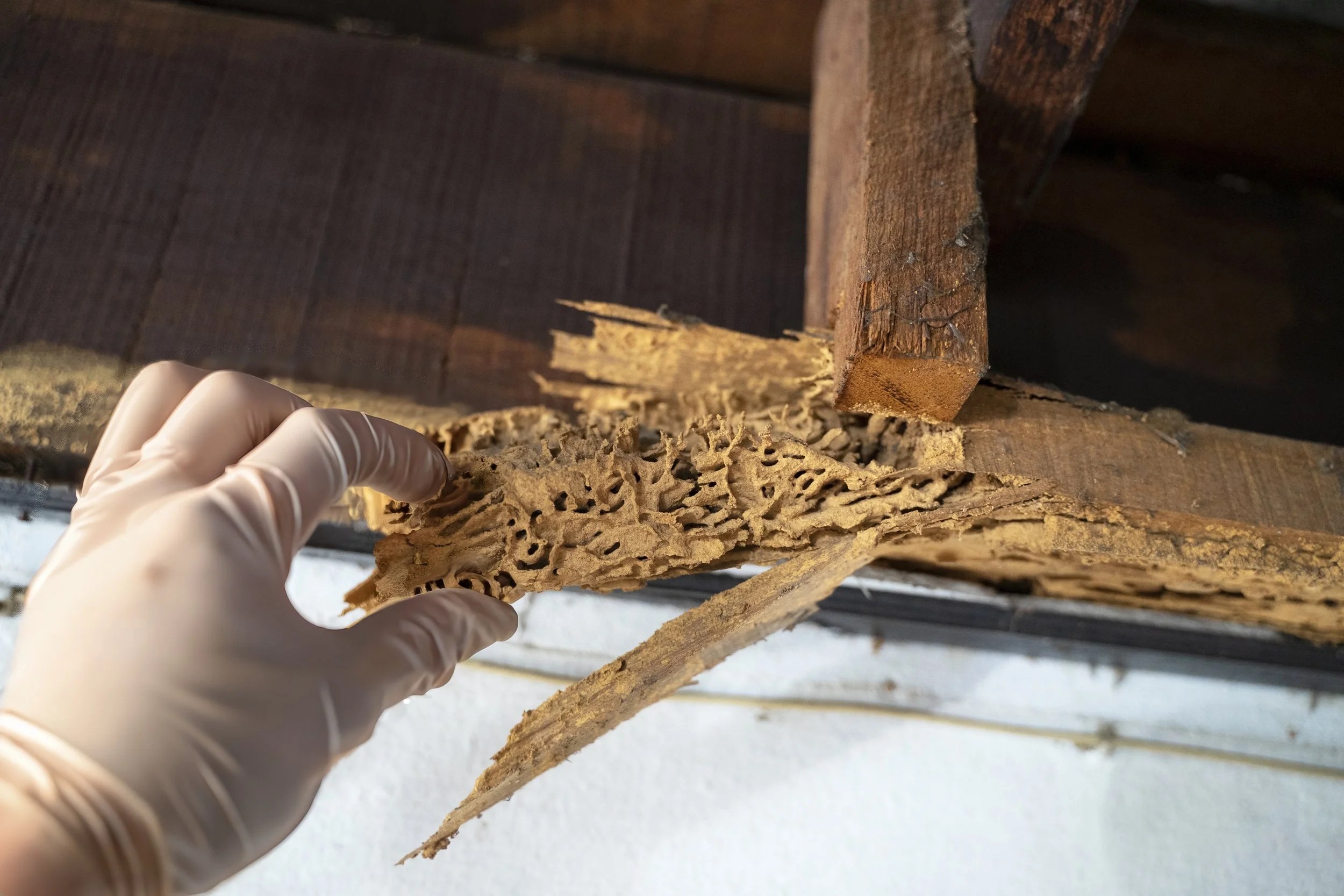 Gloved hand holding a piece of termite-eaten wood
