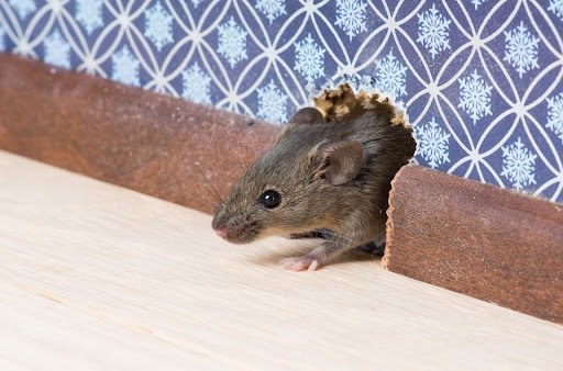 A mouse coming through a hole in a baseboard
