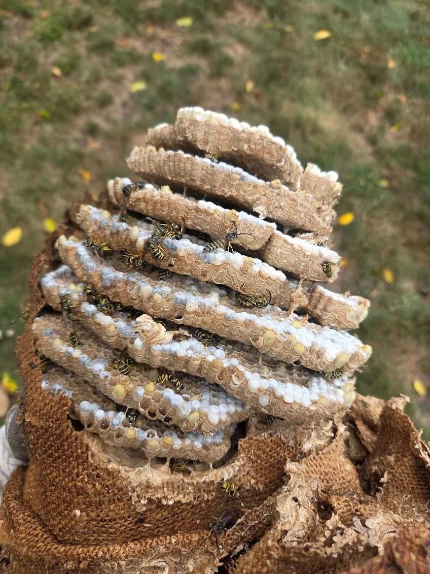 Exposed comb of a wasp nest