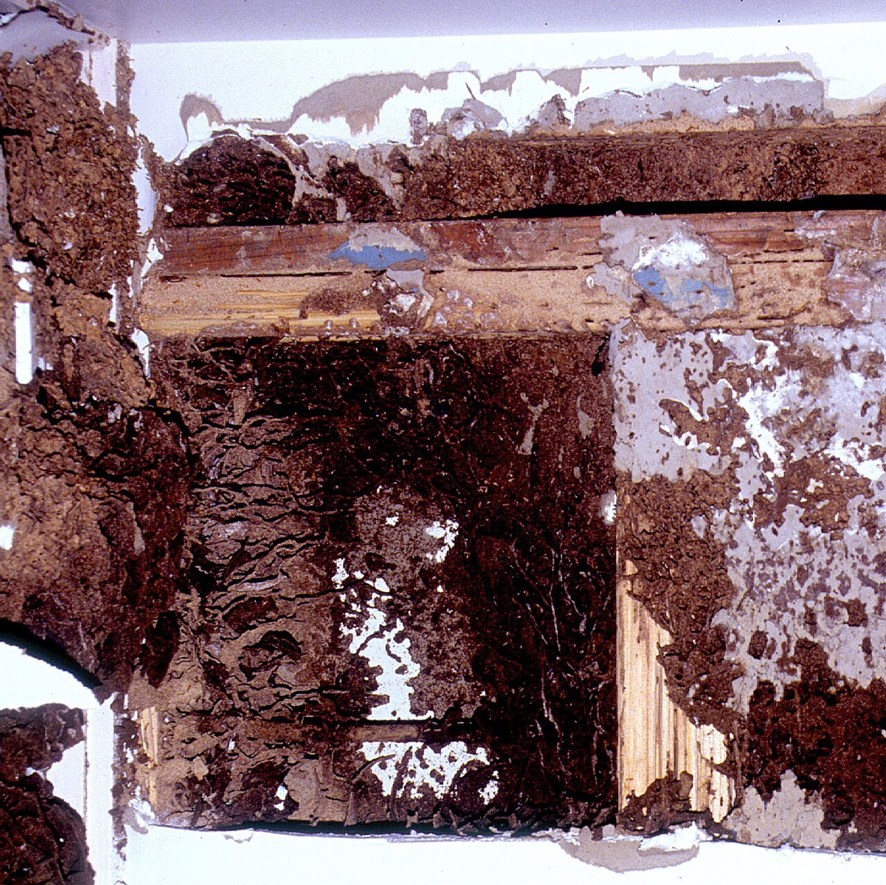 Termite damage to house framing timbers