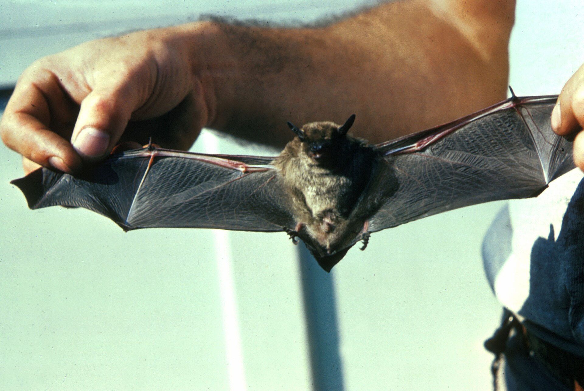 A little brown bat held with its wings spread