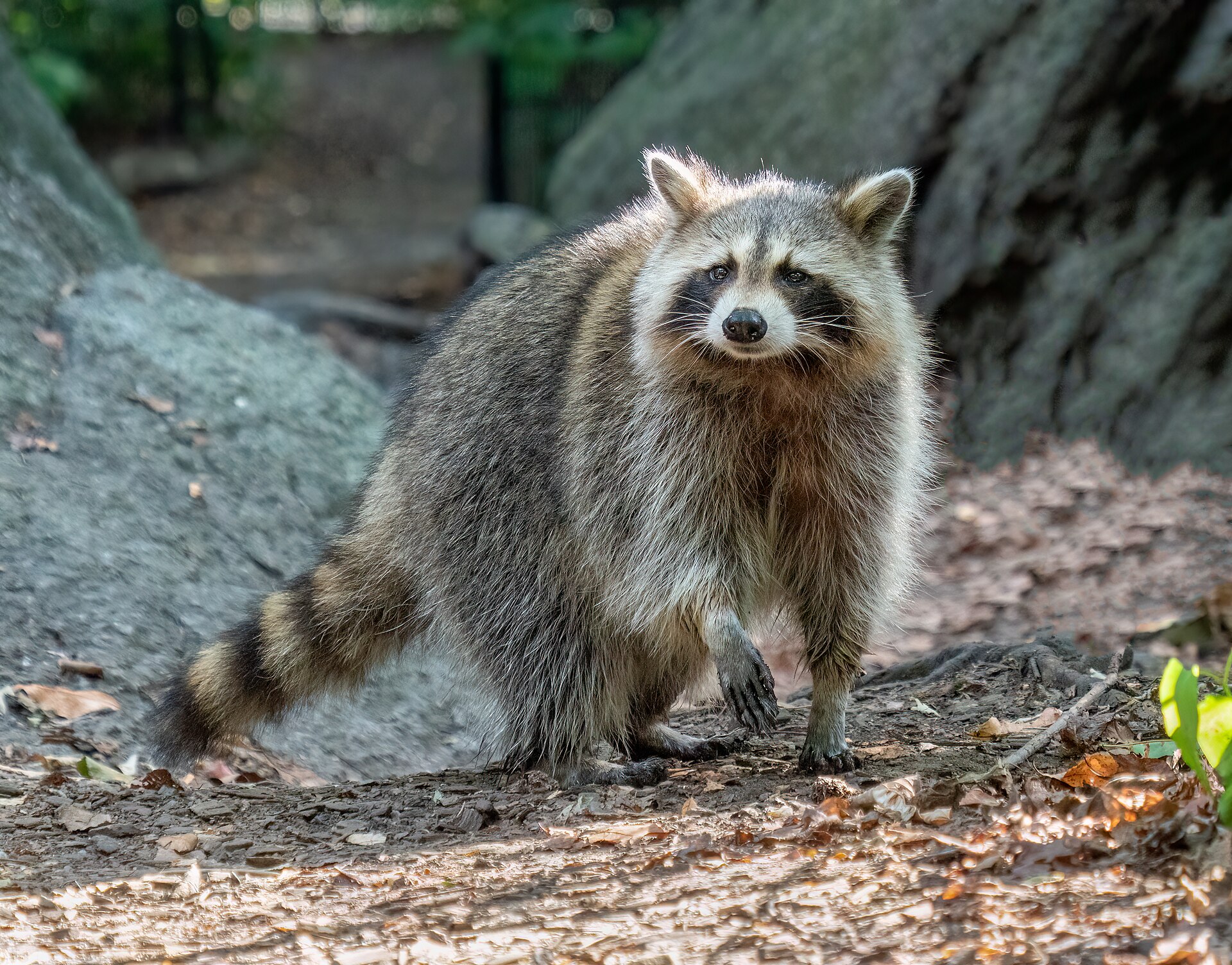 A raccoon standing outdoors