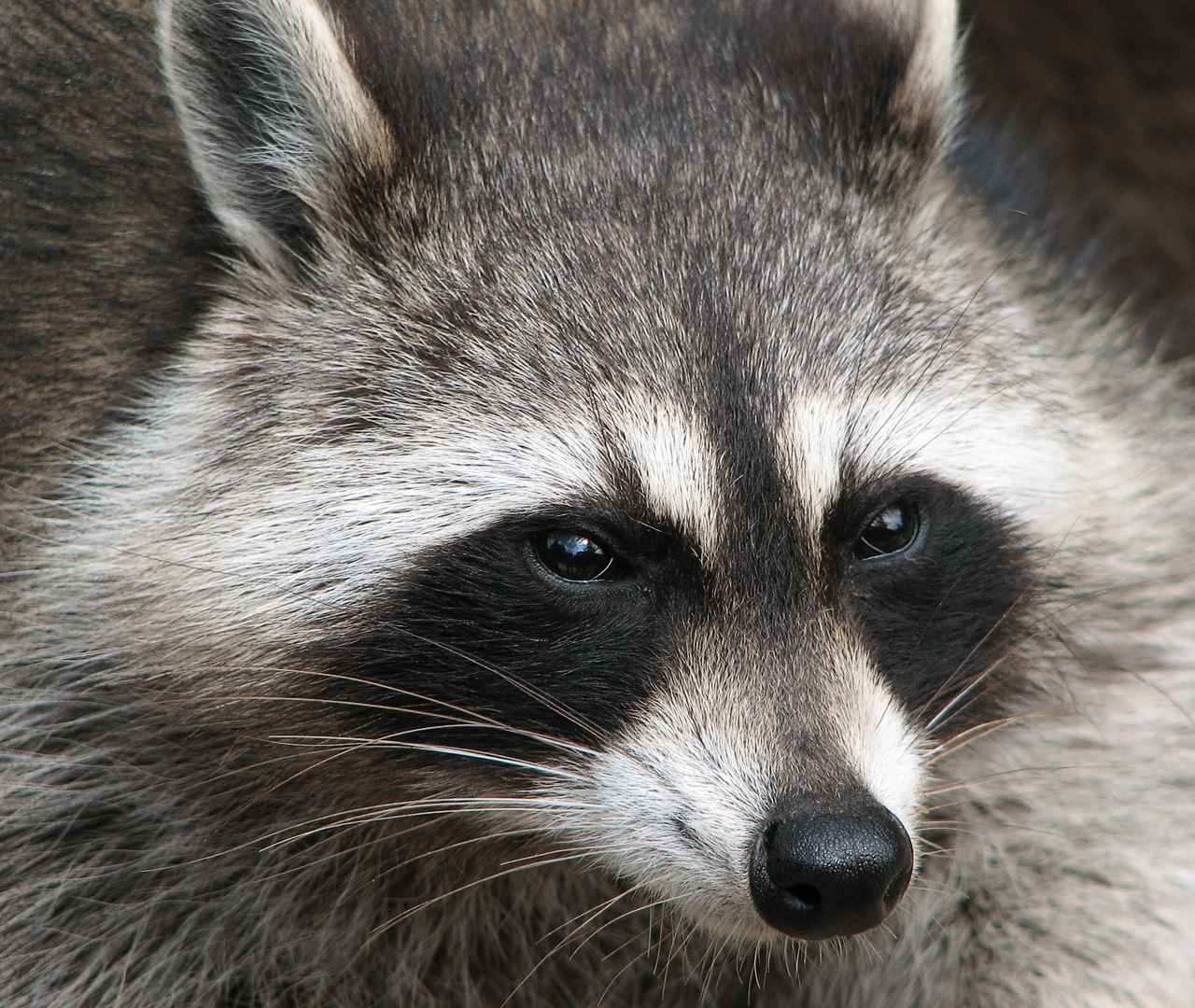 Close-up photograph of a raccoon