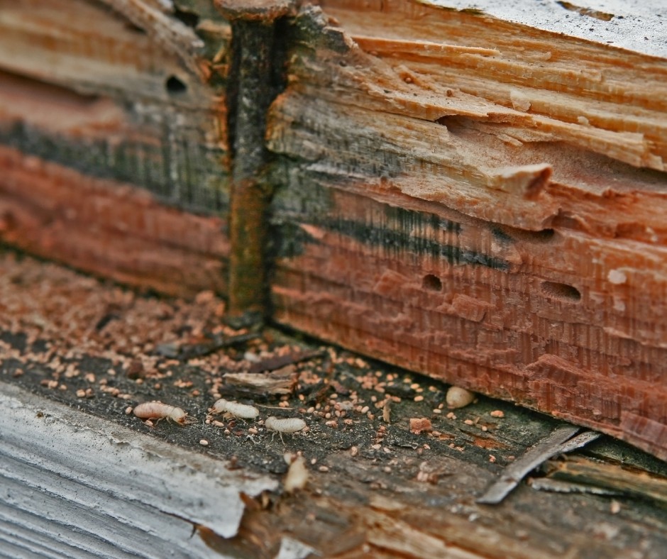 Termites in damaged wood, from the Complete Pest Solutions website